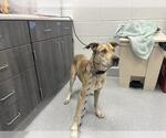 Small Catahoula Leopard Dog Mix