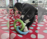 Small #1 Australian Shepherd-Chihuahua Mix