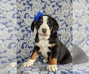 Greater Swiss Mountain Dog Puppy for sale in CHRISTIANA, PA, USA