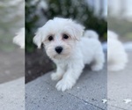 Small #1 Coton de Tulear-Poodle (Toy) Mix