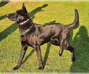 Father of the Belgian Malinois puppies born on 04/19/2026