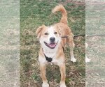 Small #3 Golden Retriever-Spaniel Mix