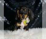 Puppy Montana ACA Dachshund