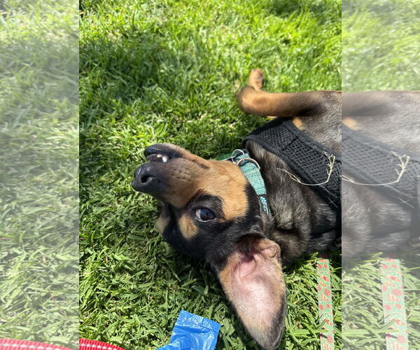 Medium Photo #2 Chipin Puppy For Sale in Lake Elsinore, CA, USA