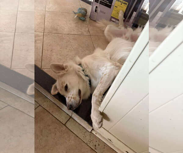 Medium Photo #4 Great Pyrenees-Unknown Mix Puppy For Sale in Houston, TX, USA