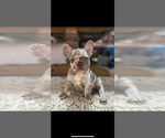 Puppy Storm French Bulldog