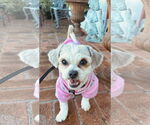 Small #1 Border Terrier-Shih Tzu Mix