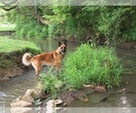 Small Photo #1 Belgian Malinois Puppy For Sale in FAIRPLAY, MD, USA