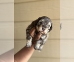 Puppy Charlie Schnauzer (Miniature)