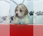Small Photo #5 Poodle (Miniature) Puppy For Sale in RUSSELLVILLE, AR, USA