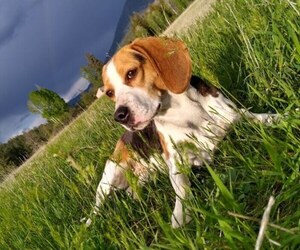 Mother of the Beagle puppies born on 08/09/2025