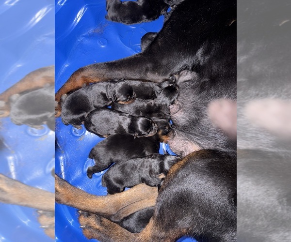 Medium Photo #5 Rottweiler Puppy For Sale in EAST SAINT LOUIS, IL, USA