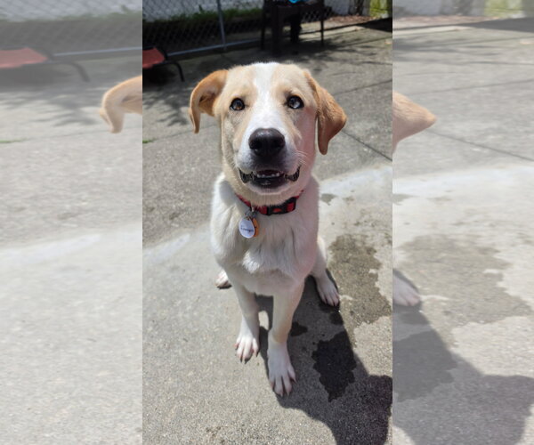 Medium Photo #6 Labrador Retriever-Unknown Mix Puppy For Sale in Rockaway, NJ, USA