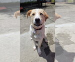 Small #5 Labrador Retriever Mix