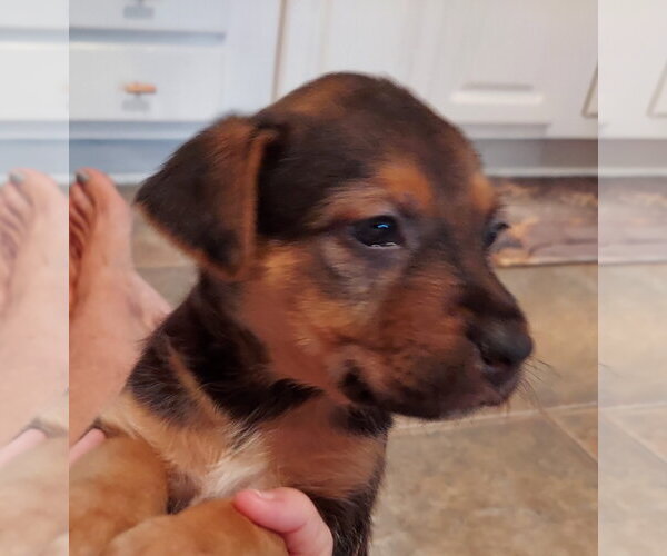 Medium Photo #4 Mutt Puppy For Sale in The Woodlands, TX, USA