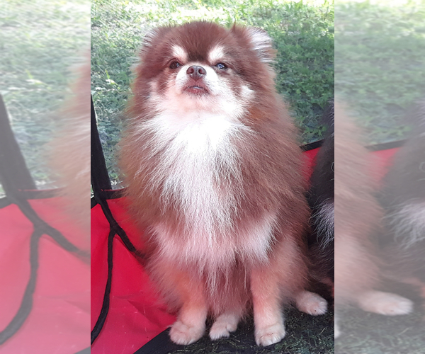 Medium Photo #1 Pomeranian Puppy For Sale in WEST PALM BEACH, FL, USA