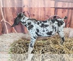 Small #13 Catahoula Leopard Dog