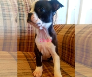 Boston Terrier Puppy for sale in STOCKTON, MO, USA