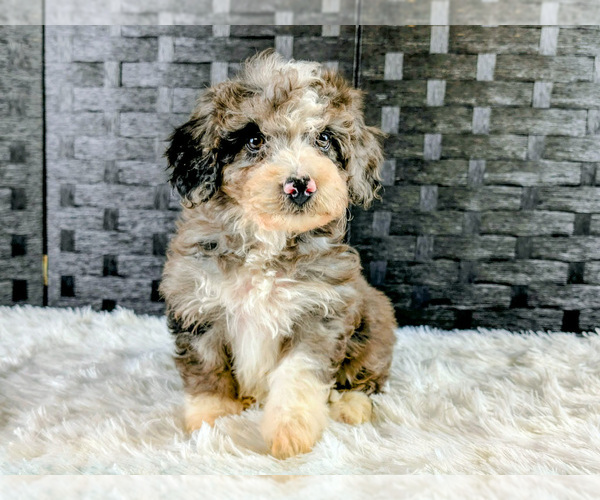 Medium Photo #16 Poochon Puppy For Sale in CAPAC, MI, USA
