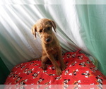 Small Photo #4 Labrador Retriever-Poodle (Toy) Mix Puppy For Sale in PATERSON, NJ, USA