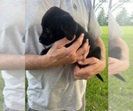 Small Photo #3 Labrador Retriever Puppy For Sale in EDEN VALLEY, MN, USA
