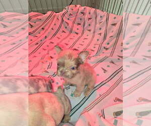 French Bulldog Puppy for sale in CLEVELAND, TN, USA