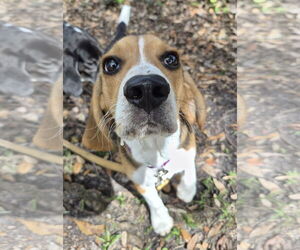 Beagle Dogs for adoption in Dunnellon, FL, USA