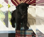 Puppy Purple Cane Corso