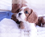 Small #3 Cavalier King Charles Spaniel