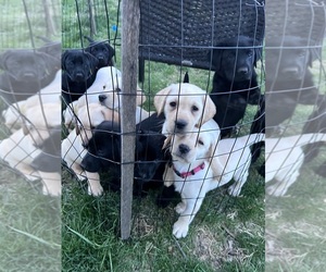 Labrador Retriever Puppy for sale in COUNTRY CLUB, MO, USA