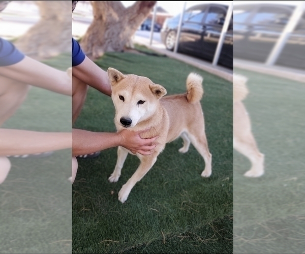 Full screen Photo #2 Shiba Inu Puppy For Sale in LAS VEGAS, NV, USA
