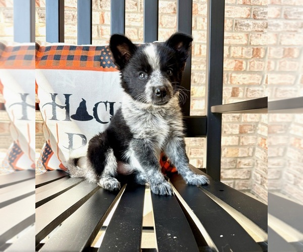 Medium Photo #1 Australian Cattle Dog-Border Collie Mix Puppy For Sale in GREENFIELD, IN, USA