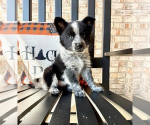 Australian Cattle Dog-Border Collie Mix Litter for sale in GREENFIELD, IN, USA