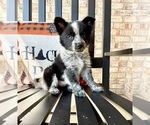 Image preview for Ad Listing. Nickname: Litter of 9