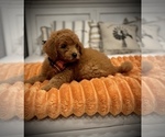 Small Photo #10 Goldendoodle (Miniature) Puppy For Sale in SAINT JAMES, MO, USA