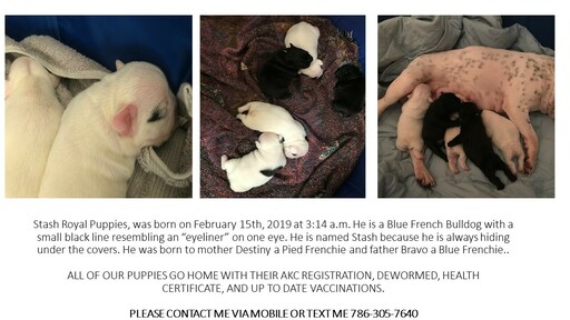 Medium Photo #3 French Bulldog Puppy For Sale in HIALEAH, FL, USA