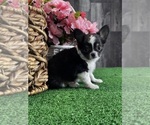 Small #1 Chihuahua
