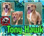 Small #1 American Pit Bull Terrier Mix