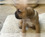 Puppy Lambo American Bullnese-French Bulldog Mix