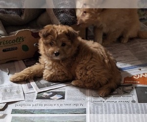 Pom-A-Poo Puppy for sale in SPOTSYLVANIA, VA, USA