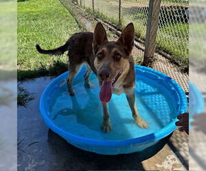 German Shepherd Dog-Unknown Mix Dogs for adoption in Modesto, CA, USA