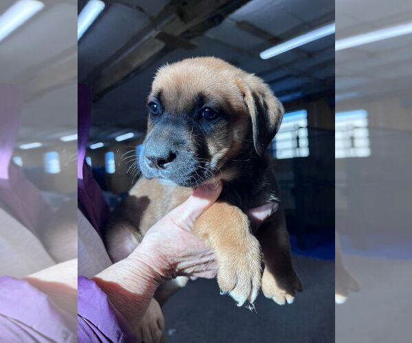 Medium Photo #1 Labrador Retriever-Unknown Mix Puppy For Sale in Calgary, Alberta, Canada