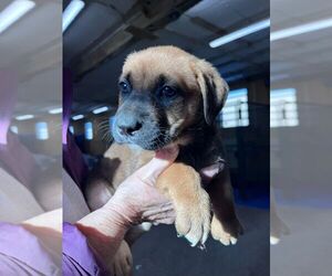 Labrador Retriever-Unknown Mix Dogs for adoption in Calgary, Alberta, Canada