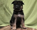 Puppy Purple German Shepherd Dog