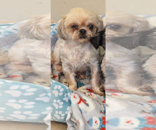 Medium Photo #3 Shih Tzu Puppy For Sale in Tenafly, NJ, USA