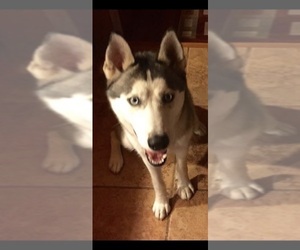Father of the Siberian Husky puppies born on 12/25/2022