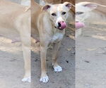 Small #12 Labrador Retriever Mix