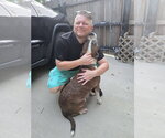 Small #3 American Pit Bull Terrier Mix