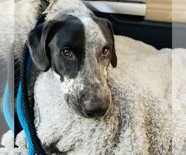 Medium Photo #4 Mutt Puppy For Sale in Euless, TX, USA