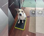 Small #11 American Pit Bull Terrier Mix